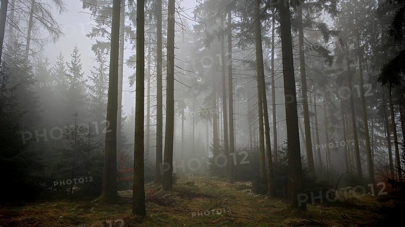 A foggy, dark forest conveys a mysterious atmosphere