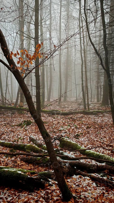 A foggy forest with fallen leaves and bare trees