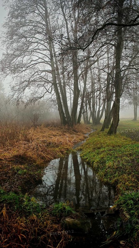 A quiet stream reflects trees in a foggy, serene landscape, mystical, romantic, Rennsteig, Frankenwald