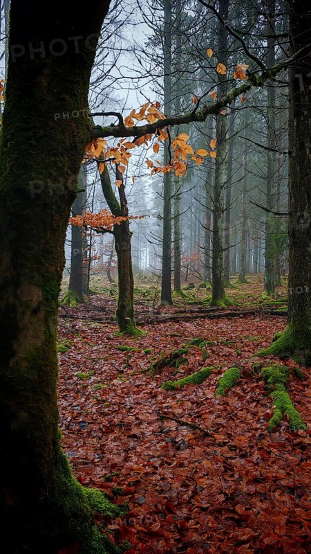 Autumnal forest with moist soil and foggy morning atmosphere, mystical, romantic, Rennsteig, Franconian Forest