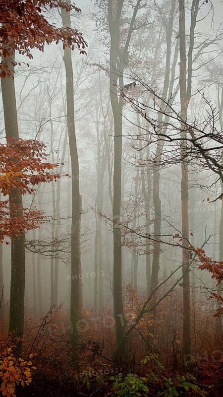 Clouds of fog surround the trees in a silent, melancholy autumn forest, mystical, romantic, Franconian Forest nature park Park