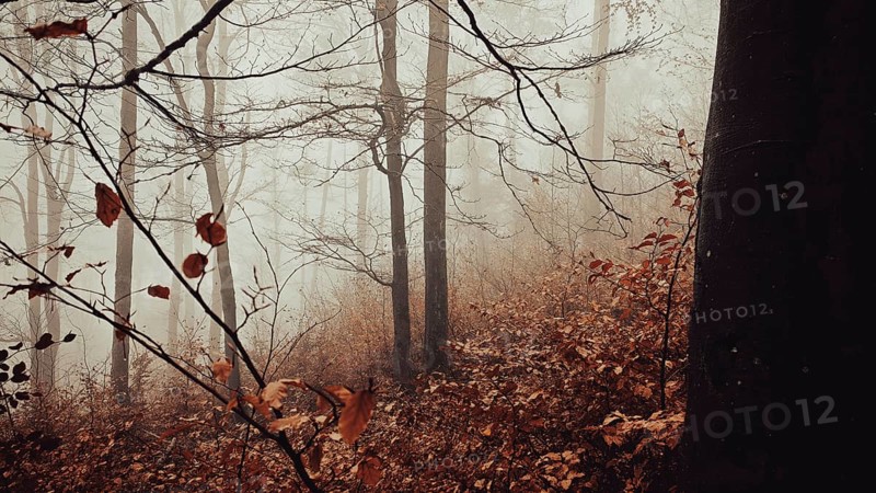 Foggy, brown and red colored forest with silent, melancholy shades, mystical, romantic, Franconian Forest nature park Park