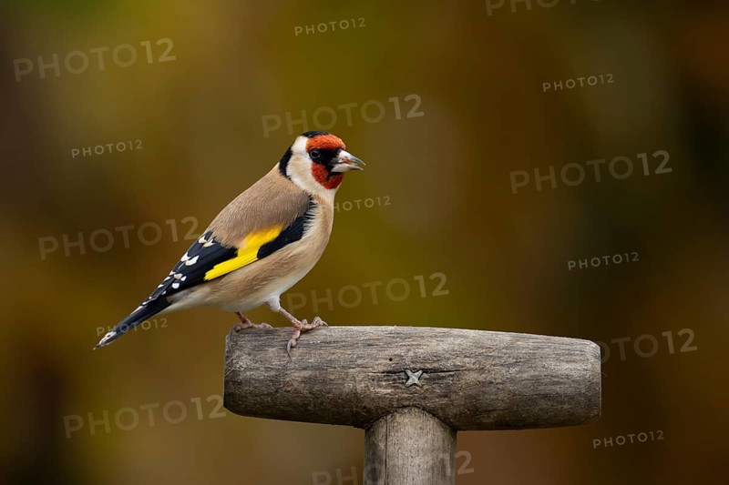 European goldfinch (Carduelis carduelis) adult garden bird on a fork handle in autumn, England, United Kingdom