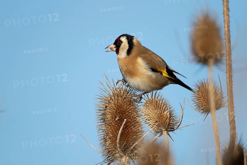European goldfinch (Carduelis carduelis) adult bird feeding on a Teasel seedhead in winter, RSPB Frampton marsh nature reserve, Lincolnshire, England, United Kingdom