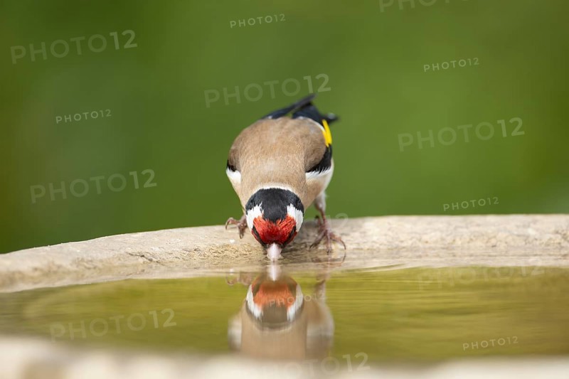 European goldfinch (Carduelis carduelis) adult garden bird drinking water from a bird bath in summer, England, United Kingdom