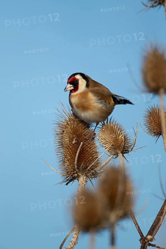 European goldfinch (Carduelis carduelis) adult bird on a Teasel seedhead in winter, RSPB Frampton marsh nature reserve, Lincolnshire, England, United Kingdom