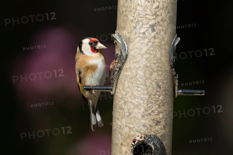 European goldfinch (Carduelis carduelis) adult bird on a garden bird feeder filled with sunflower seed hearts, England, United Kingdom