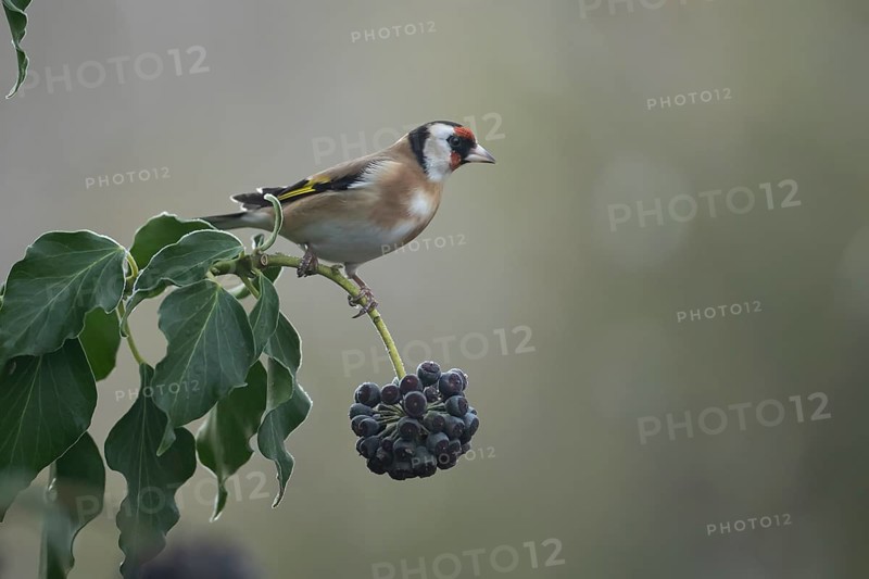 European goldfinch (Carduelis carduelis) adult garden bird on an Ivy tree branch in winter, England, United Kingdom