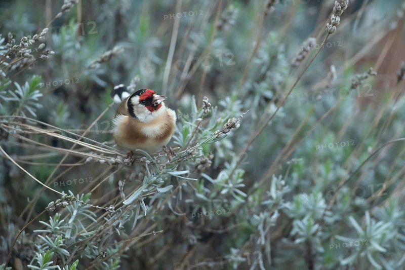 European goldfinch (Carduelis carduelis) adult bird on a garden Lavender plant in spring, England, United Kingdom