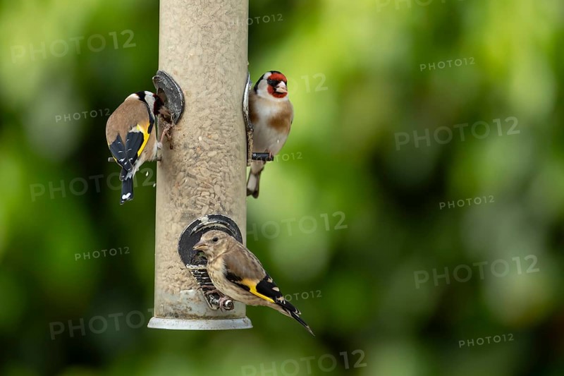 European goldfinch (Carduelis carduelis) two adult birds and a juvenile bird feeding on a garden bird feeder filled with sunflower seed hearts, England, United Kingdom