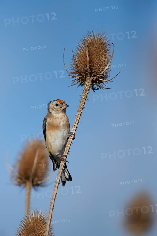 European goldfinch (Carduelis carduelis) juvenile bird on a Teasel seedhead in autumn, RSPB Frampton marsh nature reserve, Lincolnshire, England, United Kingdom