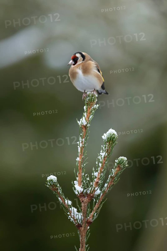 European goldfinch (Carduelis carduelis) adult bird on a snow covered Christmas spruce tree in winter, England, United Kingdom
