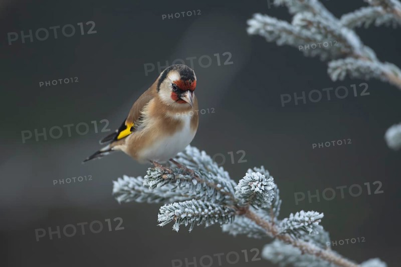 European goldfinch (Carduelis carduelis) adult garden bird on a frost covered Christmas spruce tree in winter, England, United Kingdom