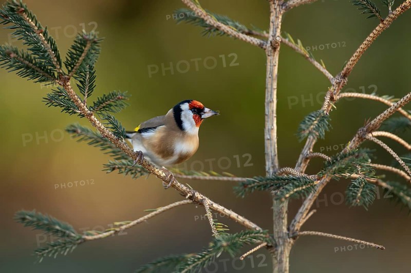 European goldfinch (Carduelis carduelis) adult garden bird on a Christmas spruce tree in winter, England, United Kingdom