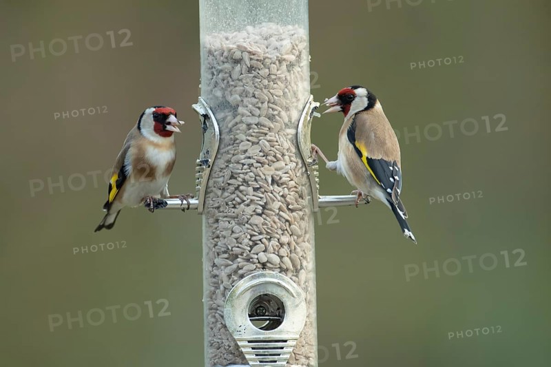 European goldfinch (Carduelis carduelis) two adult birds feeding on a garden bird feeder filled with sunflower seed hearts, England, United Kingdom