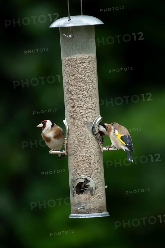 European goldfinch (Carduelis carduelis) two adult birds feeding on a garden bird feeder filled with sunflower seed hearts, England, United Kingdom