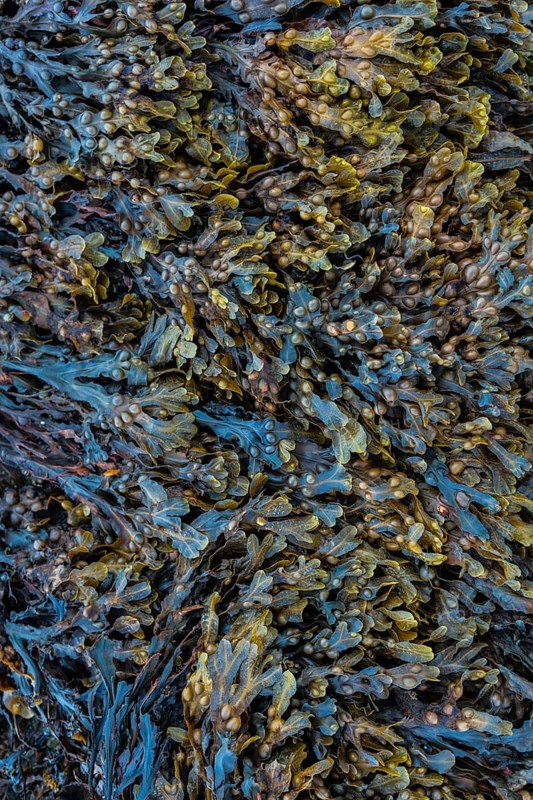Scottish Higlands, Scotland, UK. Seaweed