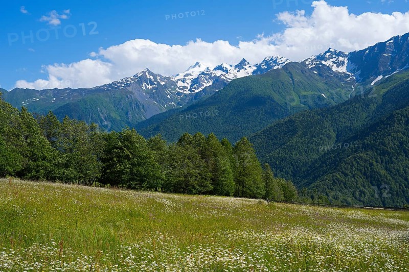Flower meadow under bright blue sky, surrounded by snow-capped mountains and green forests, landscape near Iskari, Mingrelia and Upper Svaneti, Samegrelo-Zemo Svaneti, Svaneti, High or Greater Caucasus, Georgia