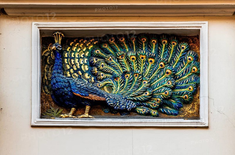 Peacock, details of old town lanes, Krakow, Poland