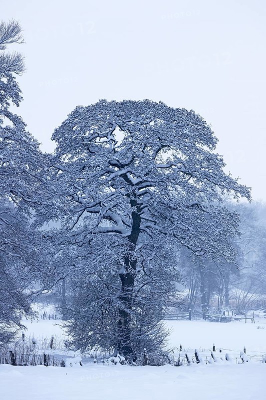 Snow-covered tree, alder (Alnus), in a snow-covered landscape in winter, Schleswig-Holstein, Germany