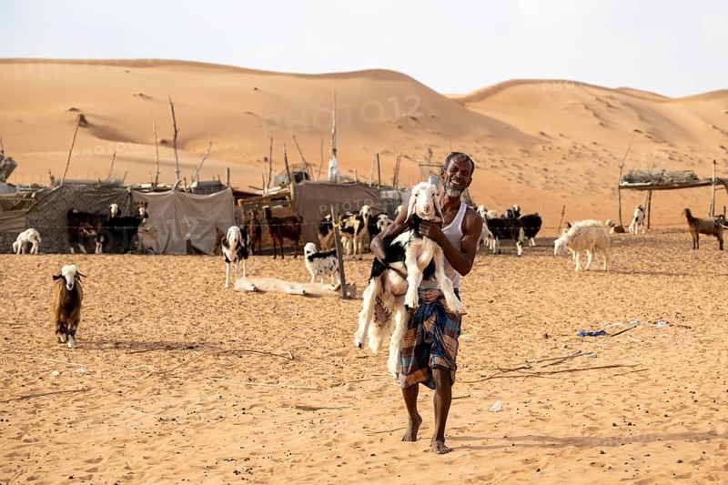 Bedouin with goat in the sand dunes in the Wahiba Sands desert, Oman
