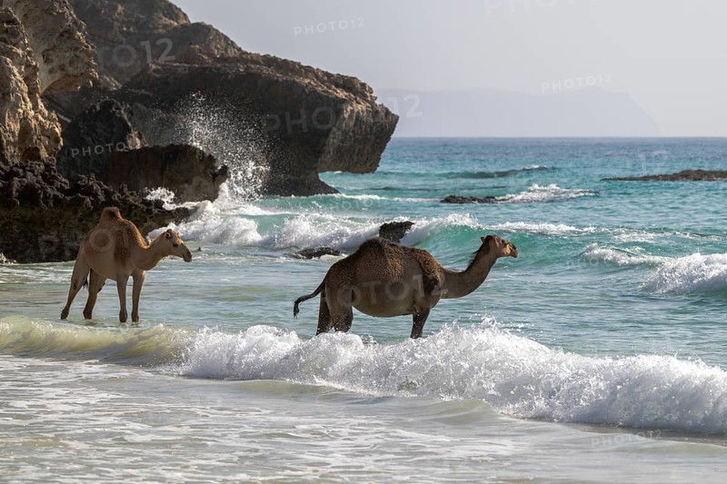 Dromedary (Camelus dromedarius), camels, bathing in the sea, Oman