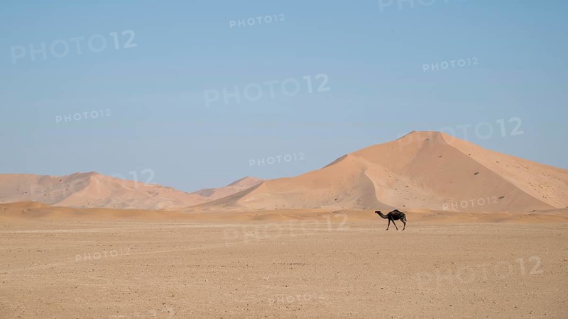 Dromedary (camel) in front of sand dunes in the Rhub al Khali desert, Empty Quarter, largest sand desert on earth, Oman