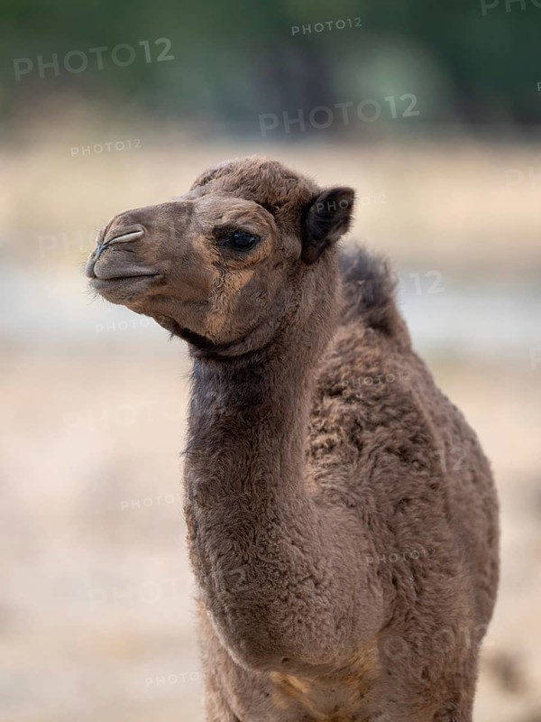 Dromedary (Camelus dromedarius), camel, portrait, young animal, Oman