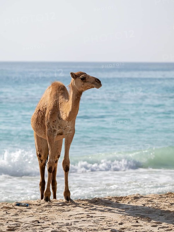 Dromedary (Camelus dromedarius), camels, bathing in the sea, Oman