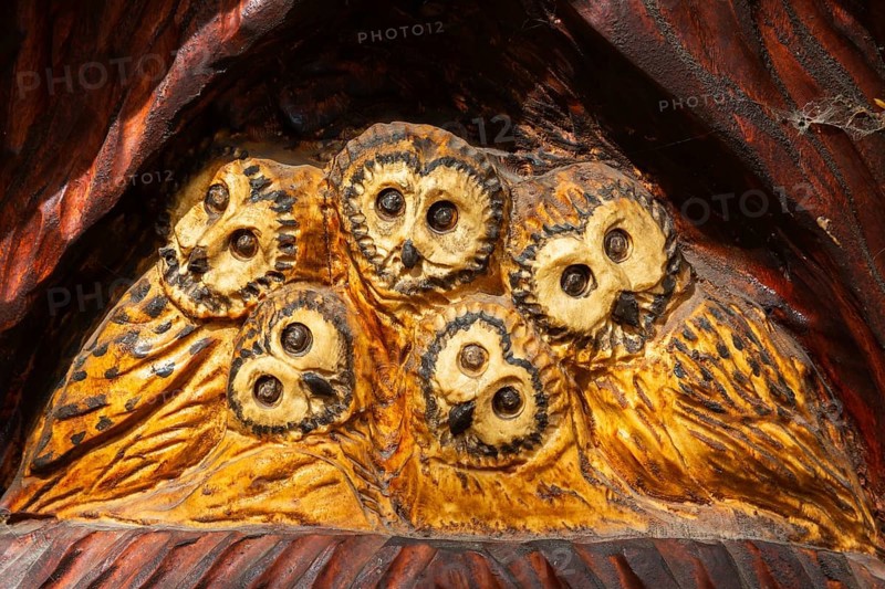 Close-up of birds of prey wood carving sculpture depicting a family of Tyto - Barn Owls by artist PM Sculpture, Quebec, Canada