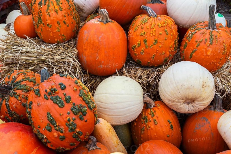 White and orange Cucurbita - Pumpkins including 'Warty Goblin' for sale in bin with yellow straw at farm stand in autumn, Quebec, Canada