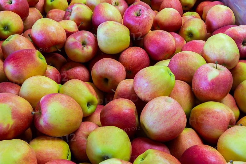 Close-up of freshly harvested Malus 'Gala' Apples in wooden bin at a farm stand in autumn, Quebec, Canada