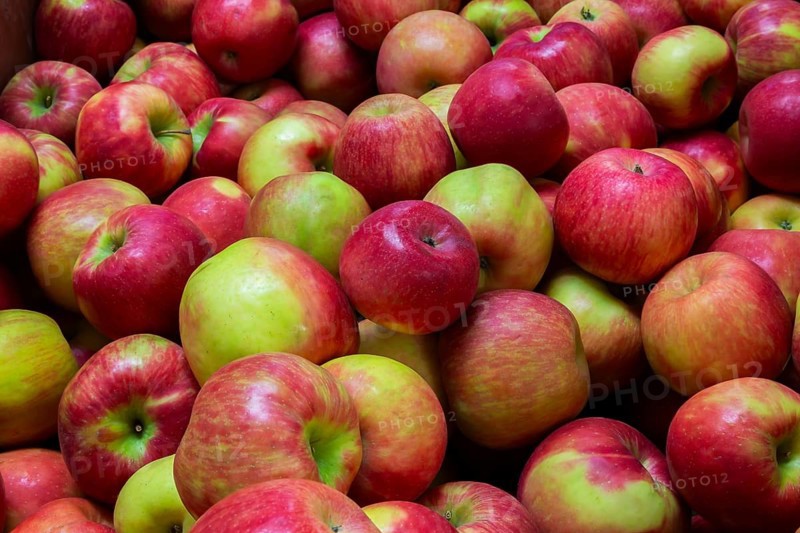 Close-up of freshly harvested Malus 'Honey Crisp' Apples in wooden bin at a farm stand in autumn, Quebec, Canada