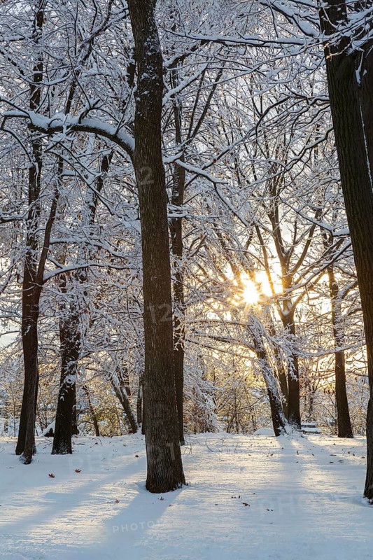 Sunburst through forest of tall semi silhouetted deciduous trees covered with freshly fallen winter like snow around sunset in late autumn, Ile Saint-Jean, Quebec, Canada