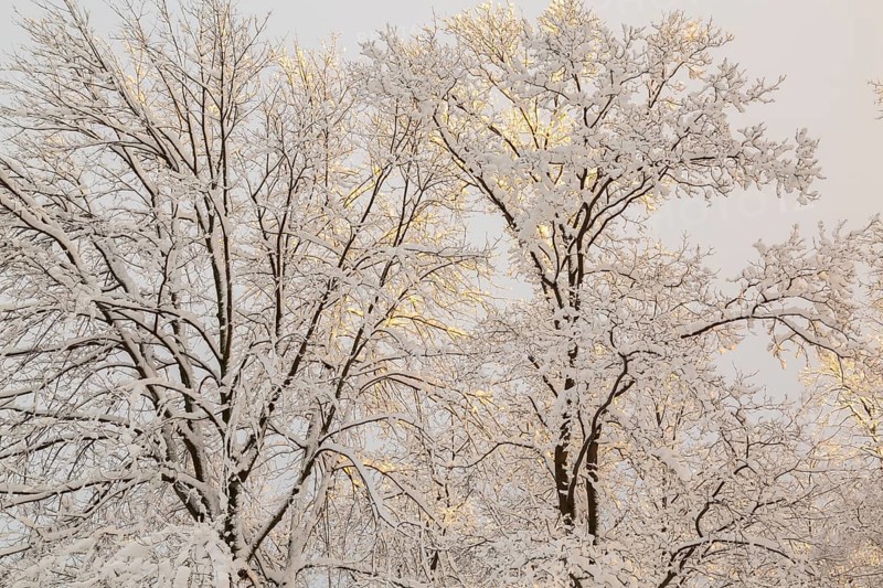 Side lit tall deciduous trees with branches covered with freshly fallen winter like snow at sunset in late autumn, Quebec, Canada