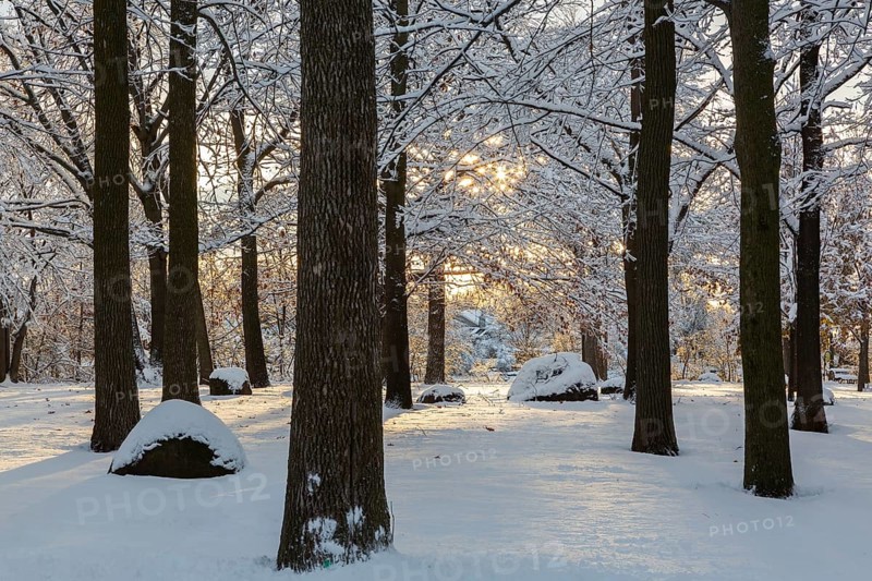 Sunburst through forest of tall semi silhouetted deciduous trees covered with freshly fallen winter like snow around sunset in late autumn, Ile Saint-Jean, Quebec, Canada