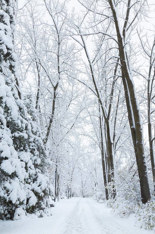 Wide walking path through misty forest of tall deciduous and evergreen trees covered with freshly fallen winter like snow in late autumn, Ile des Moulins, Old Terrebonne, Quebec, Canada