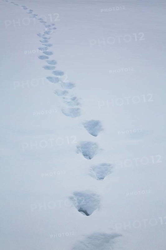 Trail of heavy boot prints left behind by person walking in freshly fallen winter like snow in field in late autumn, Quebec, Canada
