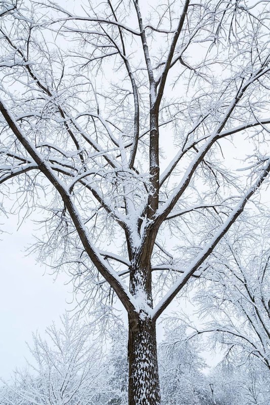Tall deciduous tree covered with freshly fallen winter like snow in late autumn, Quebec, Canada