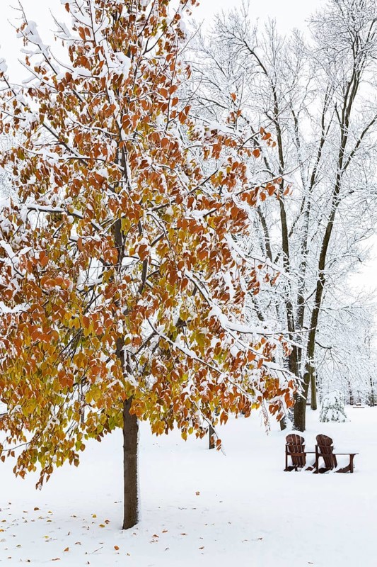 Fagus - Beech tree with leaves covered in winter like snow and two wooden Adirondack chairs in public park in late autumn, Ile des Moulins, Old Terrebonne, Quebec, Canada