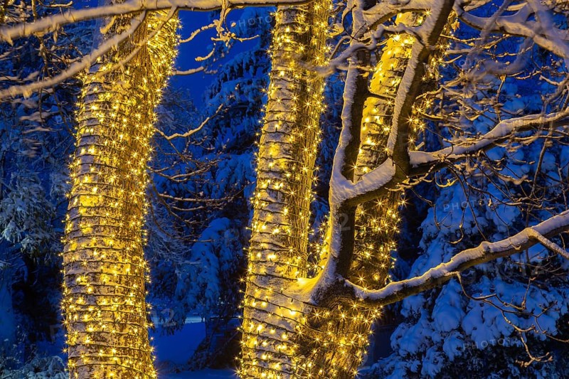 Large tree trunks decorated with illuminated Christmas lights and covered with winter like snow in late autumn at night, Ile des Moulins, Old Terrebonne, Quebec, Canada