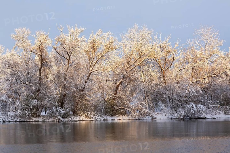 Mille Iles river and Ile des Moulins with Populus deltoides - Eastern Cottonwood trees covered with winter like snow in late autumn, Old Terrebonne, Quebec, Canada