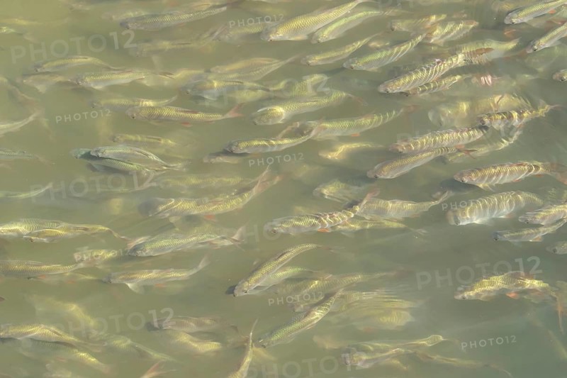 Common roach (Rutilus rutilus) adult fish in a shoal in a garden pond, England, United Kingdom