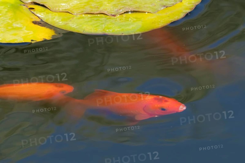 Common goldfish (Carassius auratus) adult fish in a garden pond, England, United Kingdom