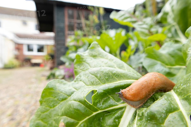 Red slug (Arion rufus) adult gastropod molluscs on a garden vegetable plant leaf with a house in the background in summer, England, United Kingdom