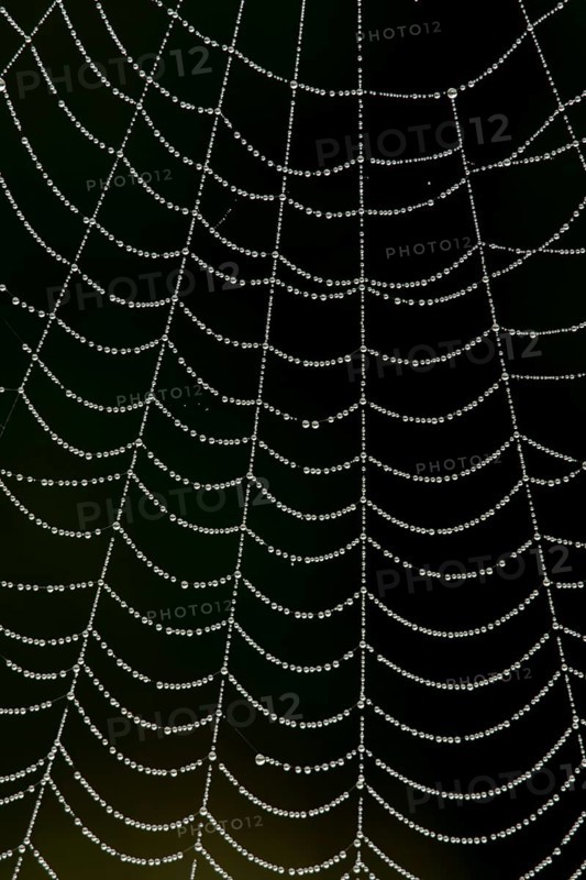 Dew water droplets on a spiders web, England, United Kingdom