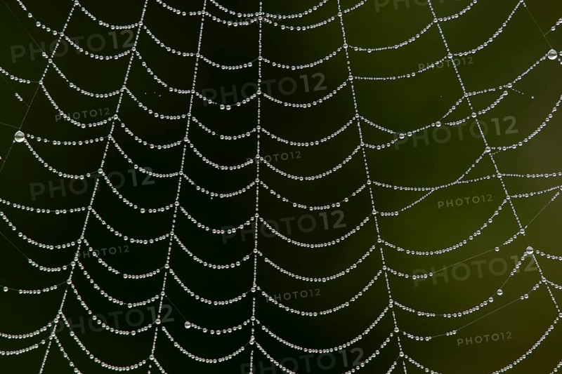Dew water drops on a spiders web, England, United Kingdom
