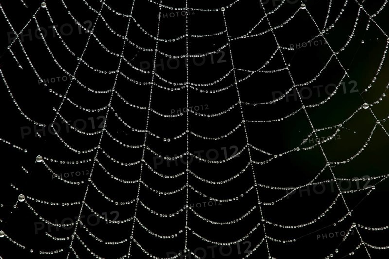 Dew water droplets on a spiders web, England, United Kingdom