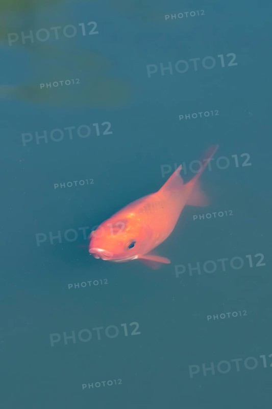 Common goldfish (Carassius auratus) adult fish in a garden pond, England, United Kingdom