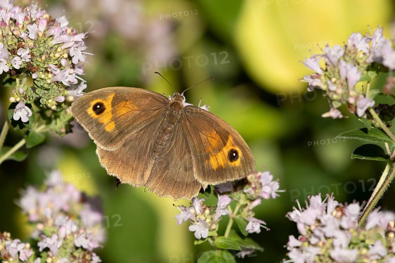 Meadow brown butterfly (Maniola jurtina) adult insect feeding on a garden purple Wild marjoram or Oregano flower in summer, England, United Kingdom